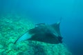 Beautiful Manta Ray flying underwater in sunlight in the blue sea Royalty Free Stock Photo