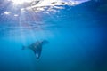 Beautiful Manta Ray flying underwater in sunlight in the blue sea Royalty Free Stock Photo