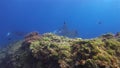 Beautiful manta rays pair. Graceful mantas group. Sea rays in calm sunlit blue water