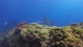 Beautiful Manta Rays Pair. Graceful Mantas Group. Sea Rays In Calm Sunlit Blue Water