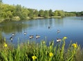 Beautiful Manvers Lake Royalty Free Stock Photo