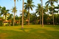 Beautiful many coconut trees in beach house