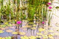 Beautiful many Lotus in the pond