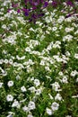 Beautiful many petunia bright flower close up, holiday gift