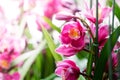 Beautiful many pink orchid flower in garden