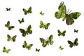 Beautiful many silhouette butterfly with forest green background isolated
