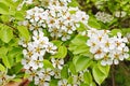 Beautiful many tree branches white flowers