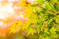 Beautiful Maple Green Leaf in Japan Autumn.