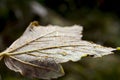 Beautiful maple leaf, water drops glisten in the sun close up. Dark green slopes and hills of the Carpathians. Nice view of the mo Royalty Free Stock Photo