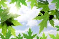 Beautiful maple leaves against the blue sky