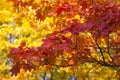 Beautiful maple leaves in autumn sunny day Royalty Free Stock Photo