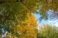 Beautiful maple leaves in autumn,Tokyo,Japan