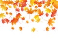 Beautiful maple leaves background seasonal vector illustration. Fall season specific vector. Royalty Free Stock Photo