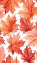 Beautiful maple leaves in fall autumn colors of yellow, orange, and red on the ground. Royalty Free Stock Photo