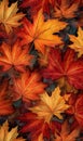 Beautiful maple leaves in fall autumn colors of yellow, orange, and red on the ground. Royalty Free Stock Photo