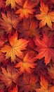 Beautiful maple leaves in fall autumn colors of yellow, orange, and red on the ground. Royalty Free Stock Photo