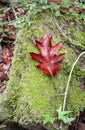 Beautiful maple oak tree red leaf lying on rock covered with green moss in autumn forest scenery with ivy Royalty Free Stock Photo