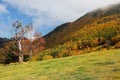 A beautiful maple tree on the autumn hillside under sunny sky ~ Royalty Free Stock Photo