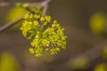 Beautiful maple tree blossoms on a natural background Royalty Free Stock Photo