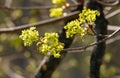 Beautiful maple tree blossoms in spring Royalty Free Stock Photo