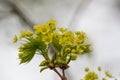Beautiful maple tree blossoms in spring Royalty Free Stock Photo