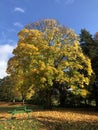 Bright yellow maple tree in an English park autumn fall uk Royalty Free Stock Photo