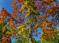 Brilliant autumn colored sugar maple tree foliage Royalty Free Stock Photo