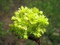Beautiful maple tree flower, Lithuania Royalty Free Stock Photo
