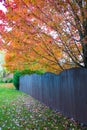 Beautiful maple tree in town, autumn landscape