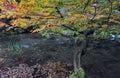 Beautiful maple tree with yellow leaves over the pool in japanese garden. Autumn background