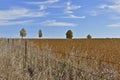 Beautiful maple trees isolated in the middle of a soybean field. perfect as wallpaper