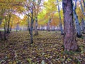 Beautiful mapple and beech forest under Porezen Royalty Free Stock Photo