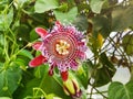 Beautiful Maracuja flower close up