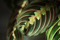 Beautiful maranta leaves with an ornament on a grey background close-up. Maranthaceae family is unpretentious plant. Copy space. Royalty Free Stock Photo