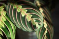 Beautiful maranta leaves with an ornament on a grey background close-up. Maranthaceae family is unpretentious plant. Copy space. Royalty Free Stock Photo