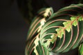 Beautiful maranta leaves with an ornament on a grey background close-up. Maranthaceae family is unpretentious plant. Copy space. Royalty Free Stock Photo