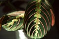 Beautiful maranta leaves with an ornament on a grey background close-up. Maranthaceae family is unpretentious plant. Copy space. Royalty Free Stock Photo