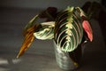 Beautiful maranta leaves with an ornament on a grey background close-up. Maranthaceae family is unpretentious plant. Copy space. Royalty Free Stock Photo