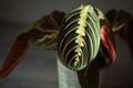 Beautiful maranta leaves with an ornament on a grey background close-up. Maranthaceae family is unpretentious plant. Copy space. Royalty Free Stock Photo