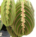 Maranta Leuconeura leaf Royalty Free Stock Photo