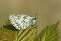 A stunning Marbled White Butterfly, Melanargia galathea, perching on a leaf. Royalty Free Stock Photo