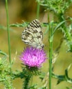 Beautiful marbled white butterfly on a pink flower Royalty Free Stock Photo