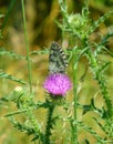Beautiful marbled white butterfly sitting on a pink thistle Royalty Free Stock Photo