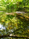 Beautiful mare, colored water in forest