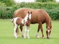 Beautiful Mare and Foal Royalty Free Stock Photo