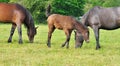 Beautiful mare and foal grazing in a meadow