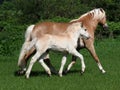 Beautiful Mare and Foal Royalty Free Stock Photo