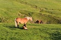 Beautiful mare with foal on pasture Royalty Free Stock Photo