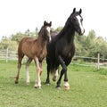 Beautiful mare with foal running Royalty Free Stock Photo