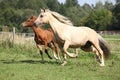 Beautiful mare with foal running Royalty Free Stock Photo